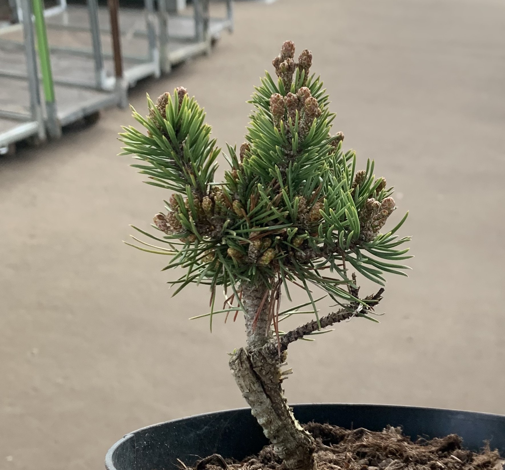 Сосна горная Грюн Кугель